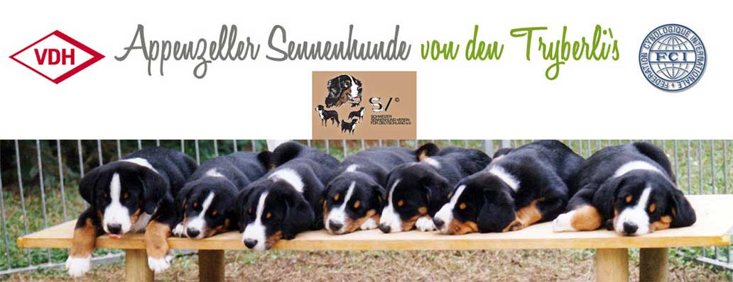 Appenzeller Sennenhunde von den Tryberlis